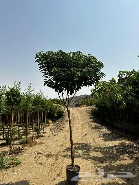 يوجد لديناء شجر الترمناليا وأشجار الزيتون وشجر الظل والأشجار 5