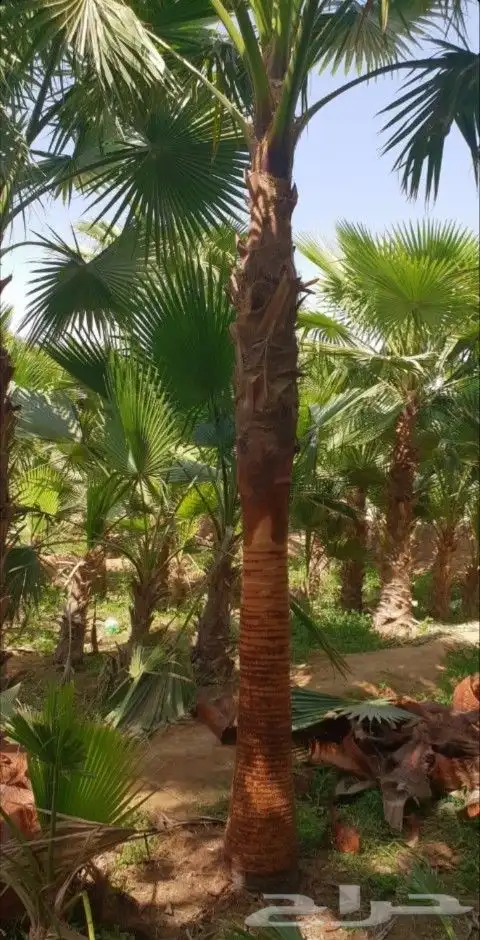 يوجد لدينا نخل واشنطني زينه امريكي بكل المقاسات وبسعار مناسب 4