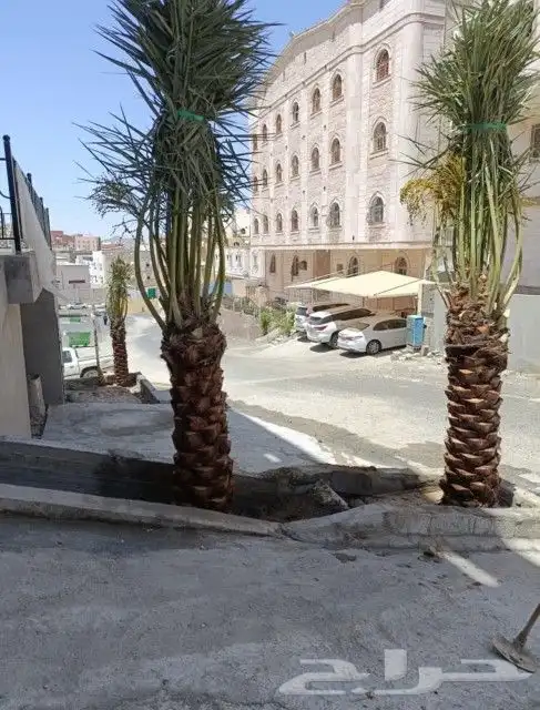 يوجد لدينا جميع انواع النخيل وجميع المقسات المختلفه الدمام ا 4