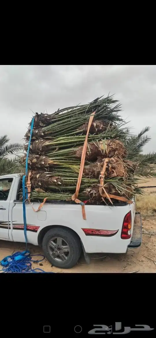 يوجد مجذره سكري وبرحي وخلاص وايوجد فسايل تقلع من الام بنفس 2