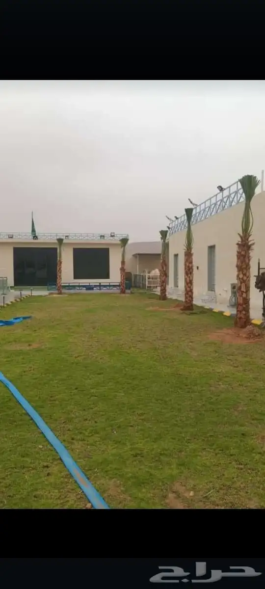 يوجد لدينا جميعا انوع انخيل العربي وزينه وجميع المقاسات 3