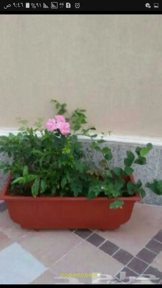 تنسيق حدائق جده ومكه 47