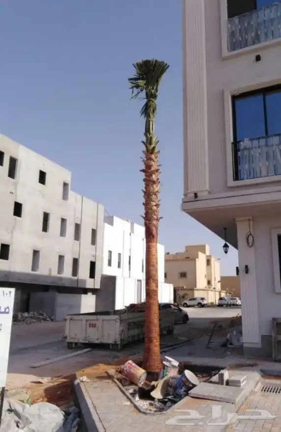 يوجد لدينا نخل واشنطني زينه امريكي بكل المقاسات وبسعار مناسب 1