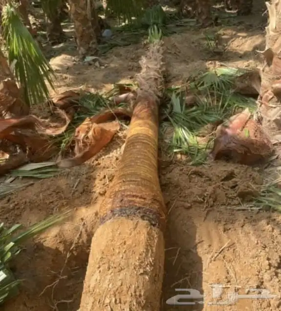 نخل واشنطني للبيع نخيل الرياض جده القصيم الخرج جميع المواقع 1