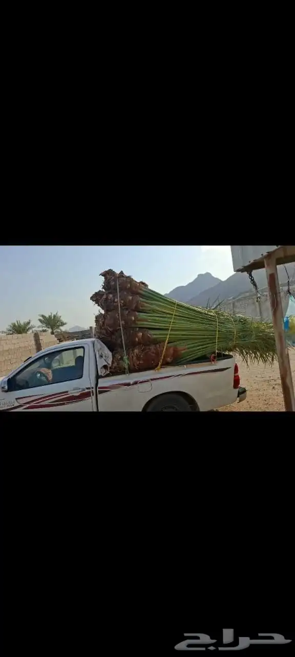 يوجد لدينا نخيل للبيع 1