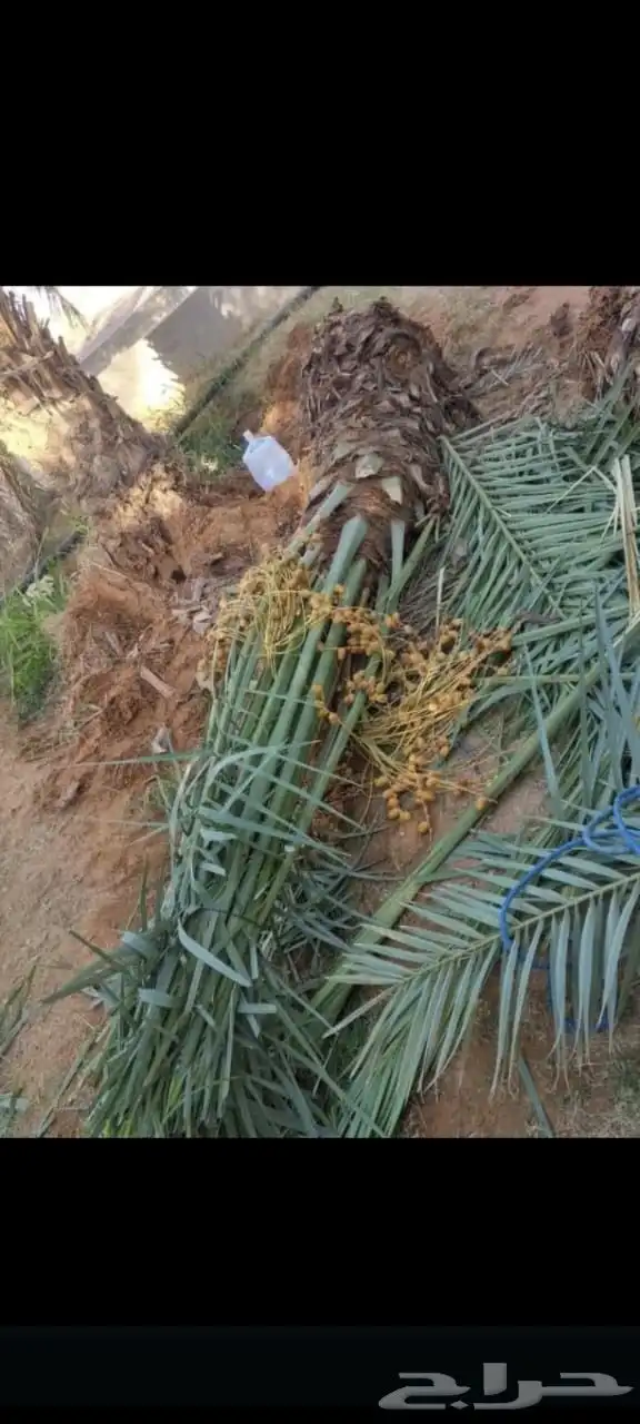 يوجد لدينا نخيل للبيع 2