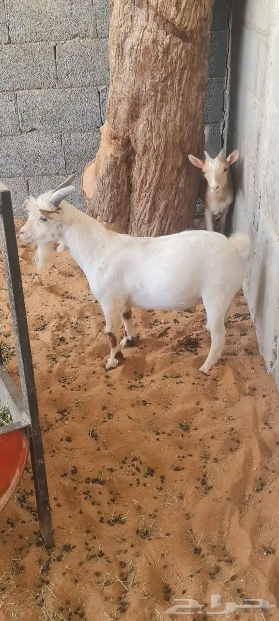 للبيع ماعز قزمي اناثي فقط و منوة المرربي و الاقناء 2