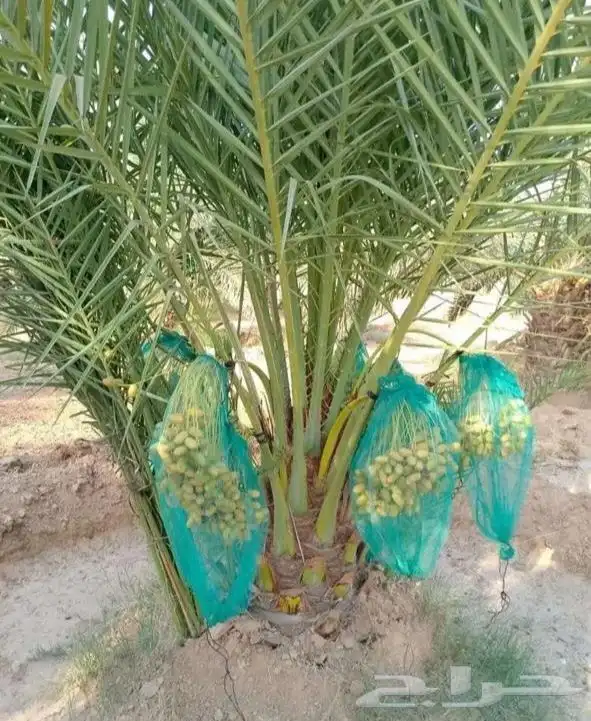 نخل مثمر نقايل جثايث الخرج الرياض القصيم جده نخيل فروخ فسايل 6