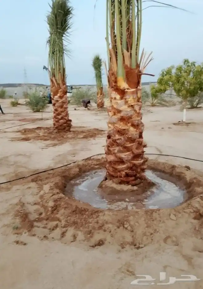 نخل للبيع طيب عربي 5