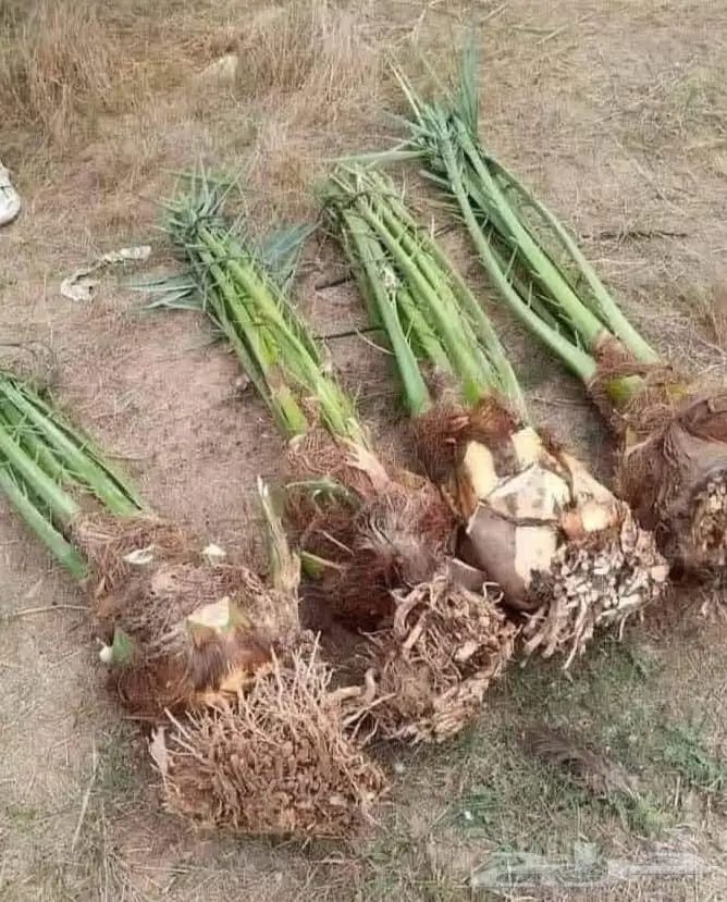 نخل للبيع طيب عربي 2