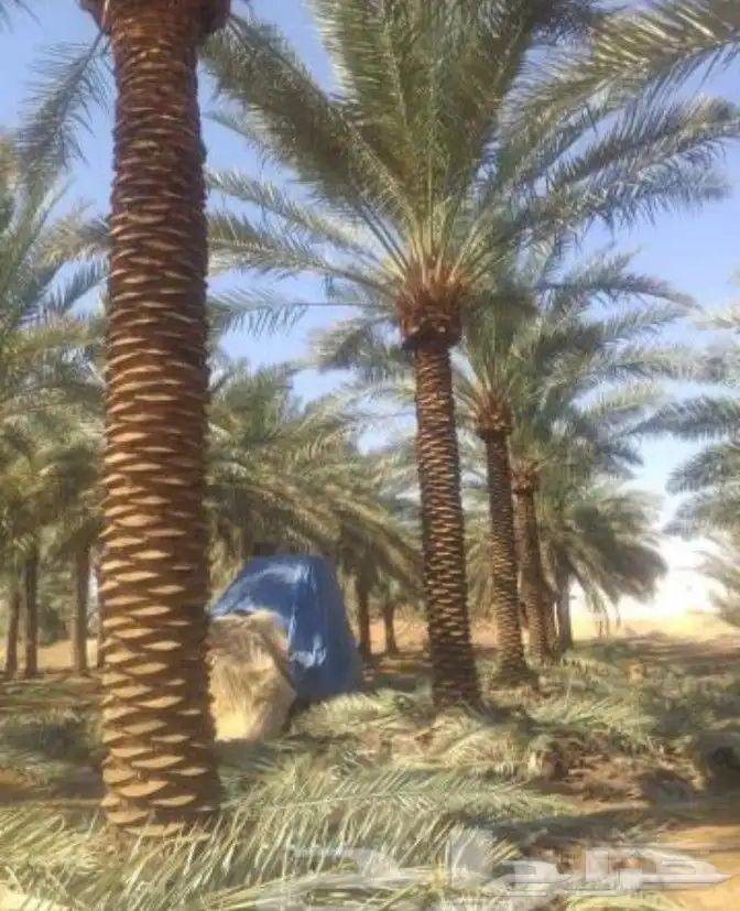 لزراعت النخيل وتركيب الشبوك 7