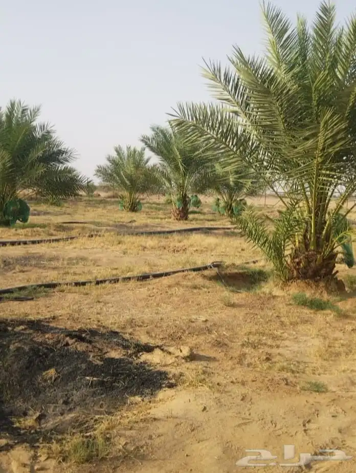 نخل مثمر اخلاص صقعي مجدول برحي شيشي مصيف ومشكلات اخرى 3
