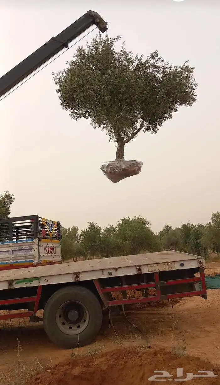 زيتون درجه اولاى 0