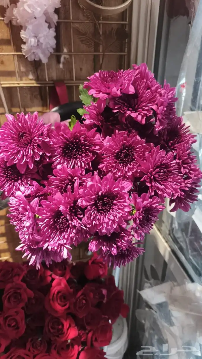 ورود بجمله للبيع 3