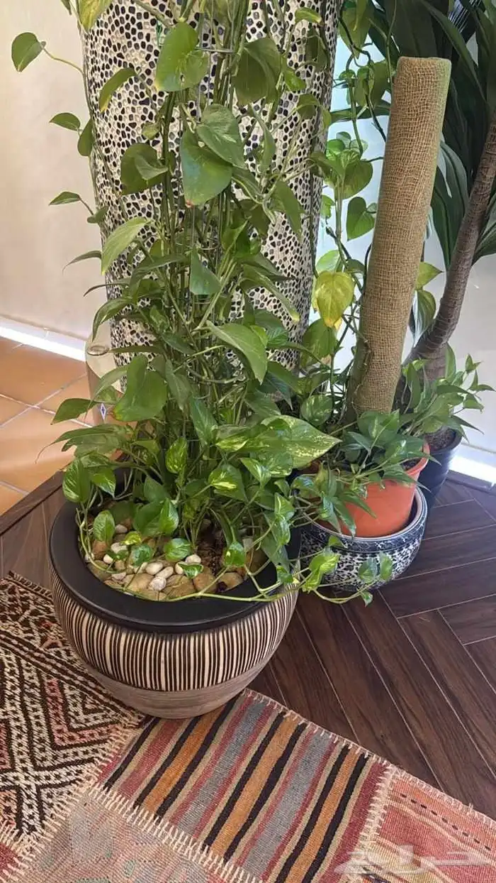 تنسيق حدائق 4