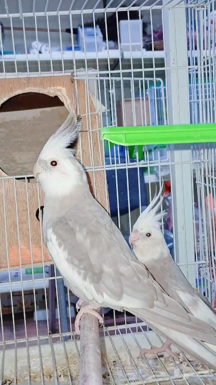 زوج كروان هولندي منتج شرط 0