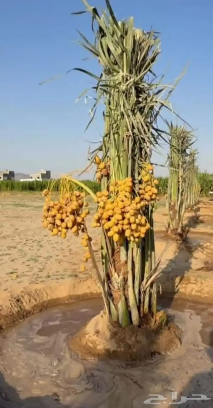 نخل للبيع طيب عربي 3