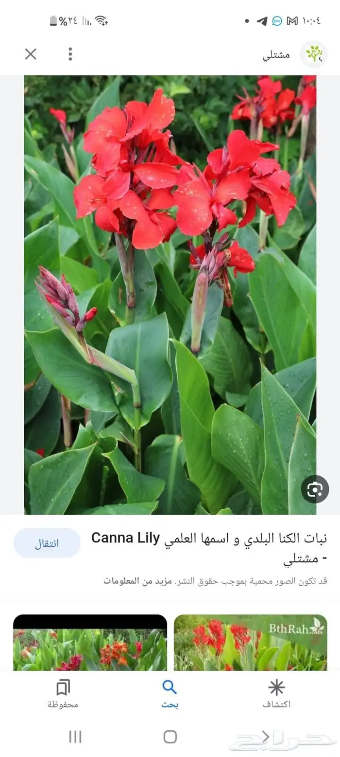 تنسيق حدائق جده ومكه 45