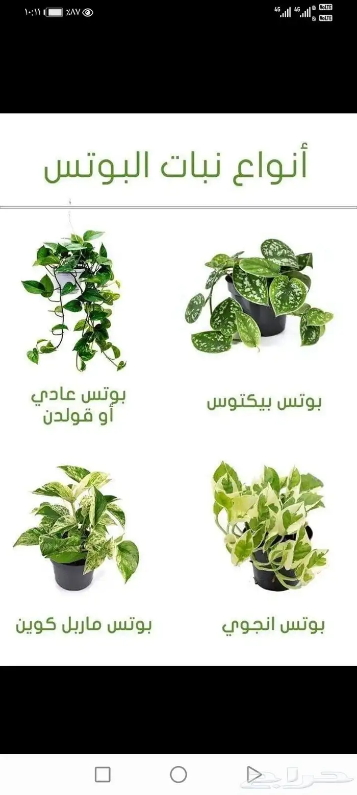 مشتل زراعي 1