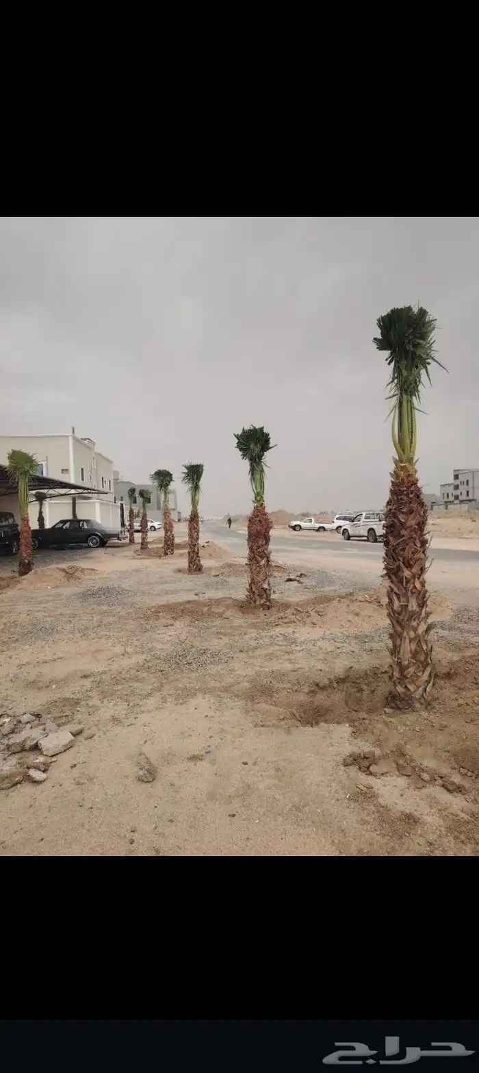يوجد لدينا نخل للبيع ونوايع فاخره علا جميع المقاسات 1