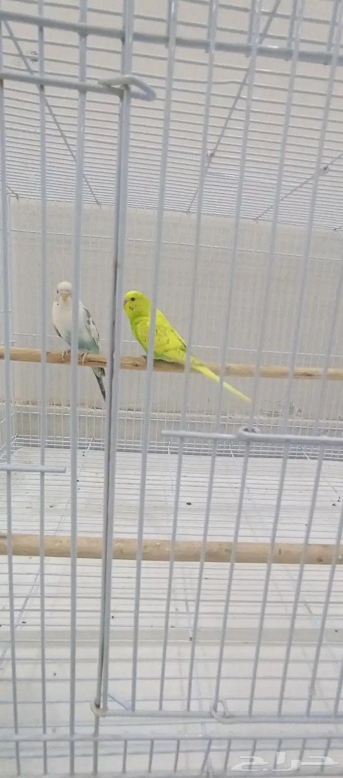 الطيور الزينه 0