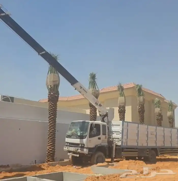 نخل للبيع طيب عربي 0