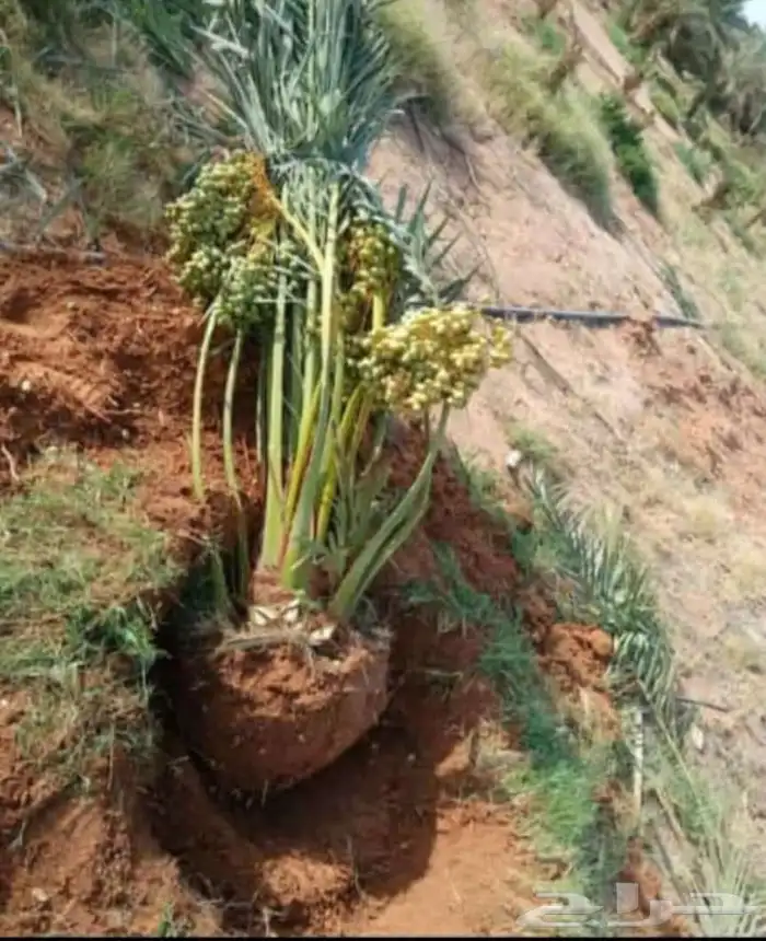 يوجد مجذره سكري وبرحي وخلاص وايوجد فسايل تقلع من الام بنفس 1