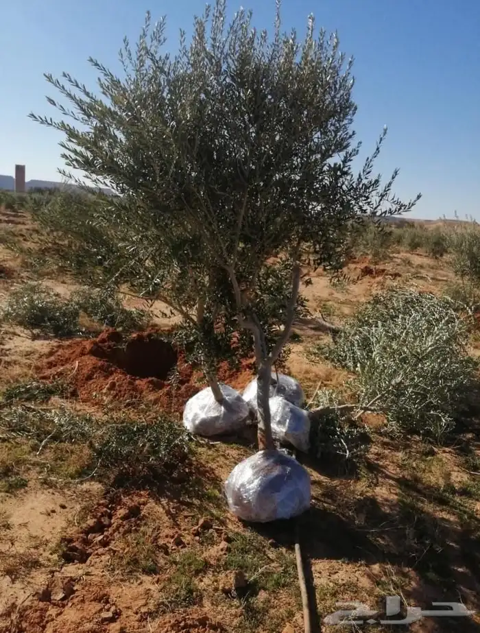 زيتون درجه اولاى 6