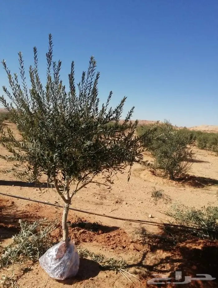 زيتون درجه اولاى 4