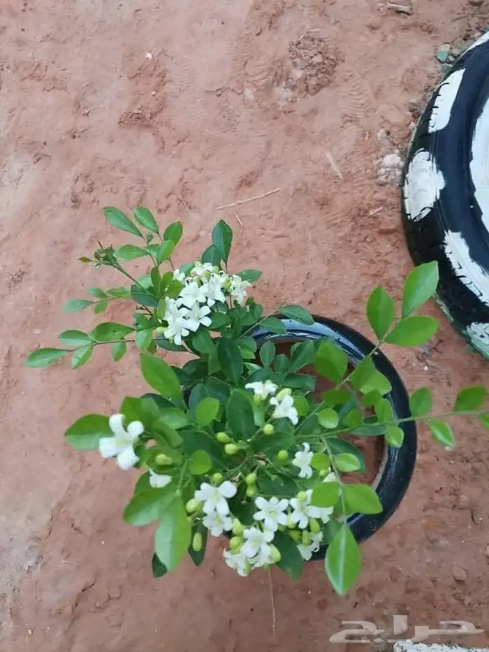تنسيق حدائق جده ومكه 46