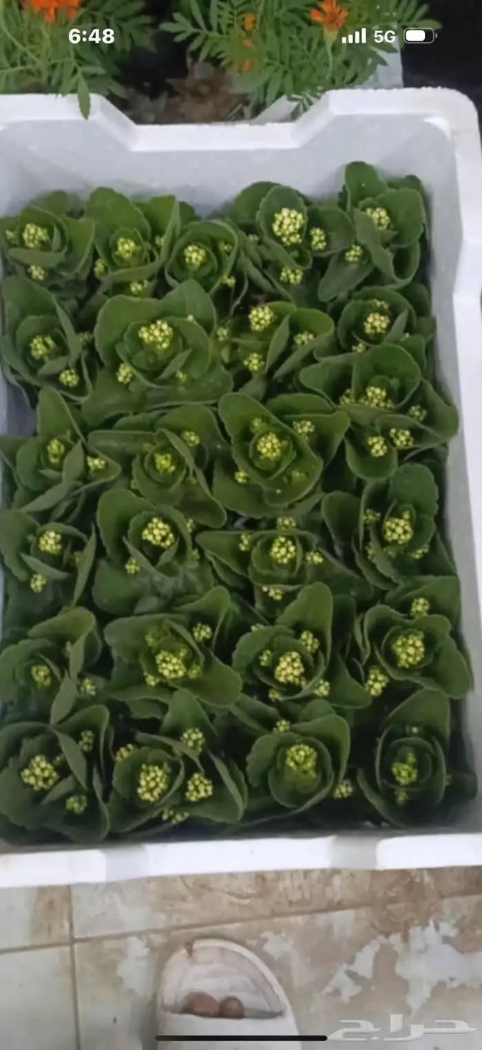 تنسيق حدائق 3