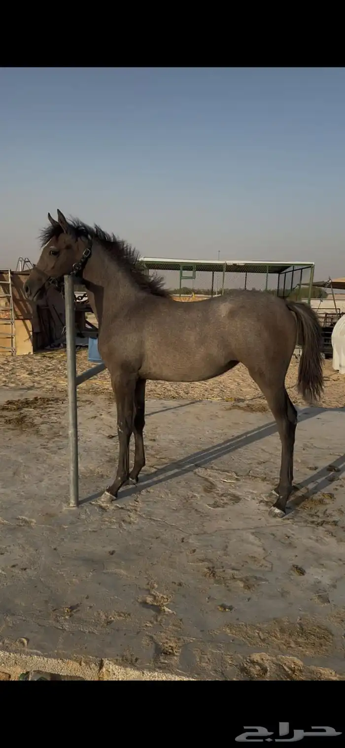 مهره شعبيه 2