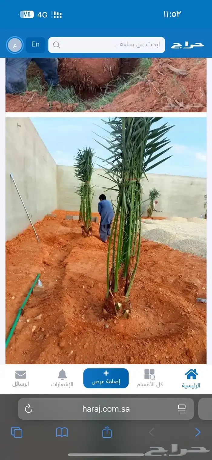 نخل مثمر نقايل جثايث الخرج الرياض القصيم جده نخيل فروخ فسايل 0