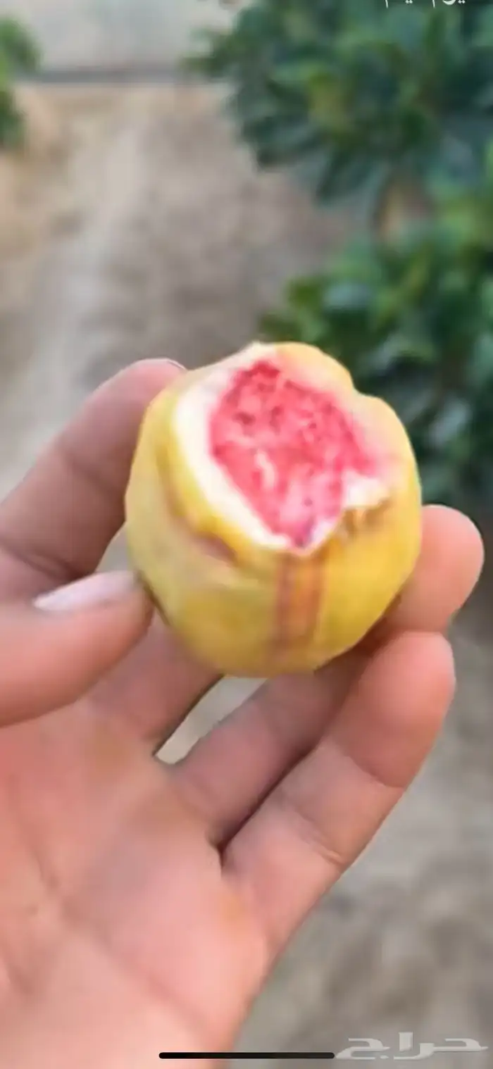 لوز للمدينة المنورة 0