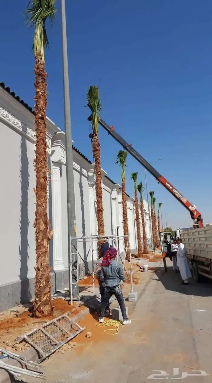 نخل واشنطني للبيع نخيل الرياض جده القصيم الخرج جميع المواقع 8