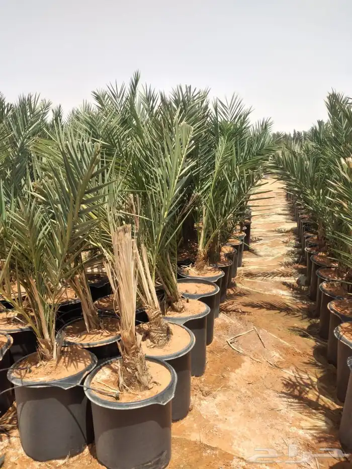 يوجد مجذره سكري وبرحي وخلاص وايوجد فسايل تقلع من الام بنفس 4