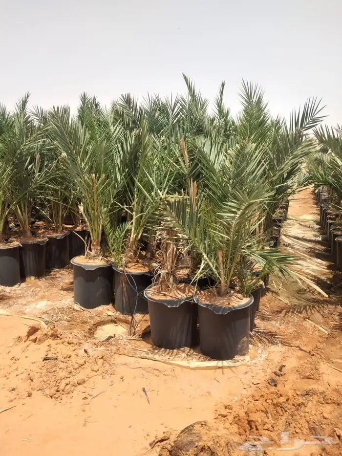 يوجد مجذره سكري وبرحي وخلاص وايوجد فسايل تقلع من الام بنفس 7