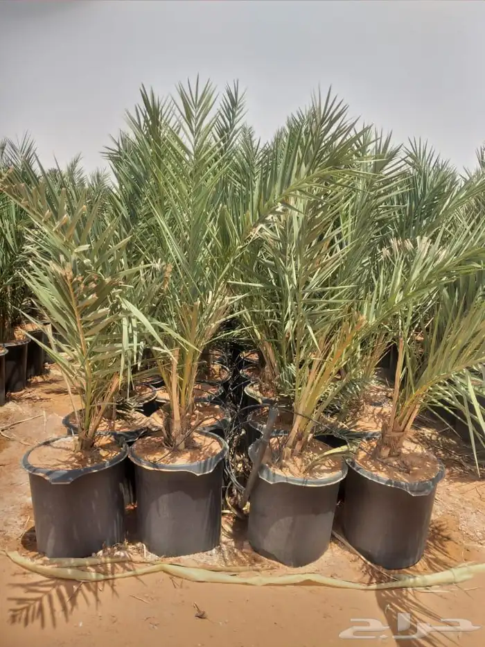 يوجد مجذره سكري وبرحي وخلاص وايوجد فسايل تقلع من الام بنفس 3