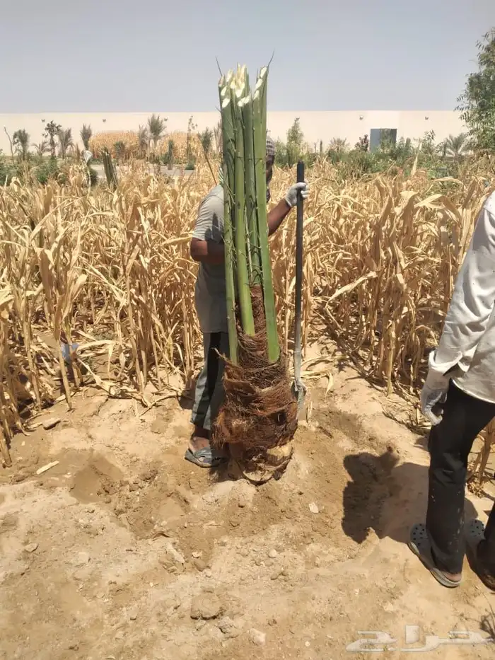 يوجد مجذره سكري وبرحي وخلاص وايوجد فسايل تقلع من الام بنفس 0