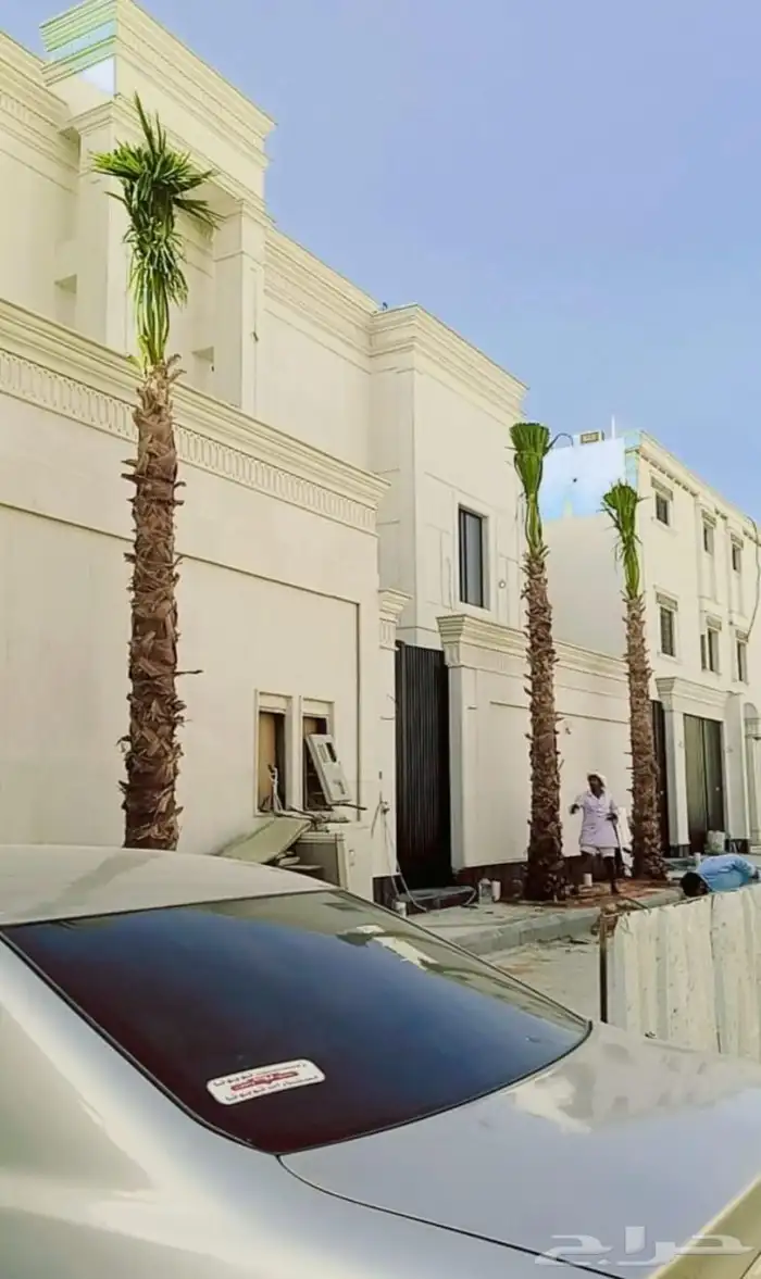 نخل واشنطني للبيع نخيل الرياض جده القصيم الخرج جميع المواقع 3