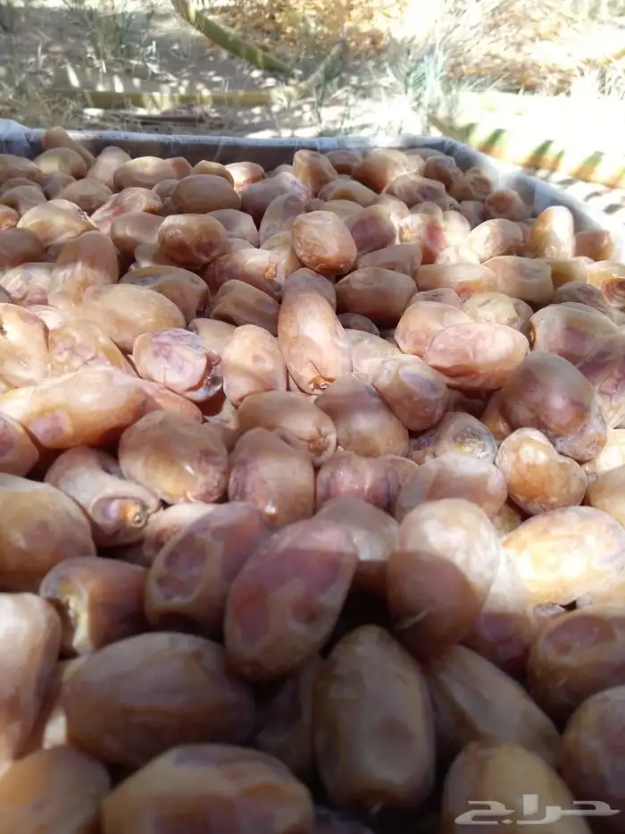 يوجد لدينا تمور فاخره للبيع اخلاص 2