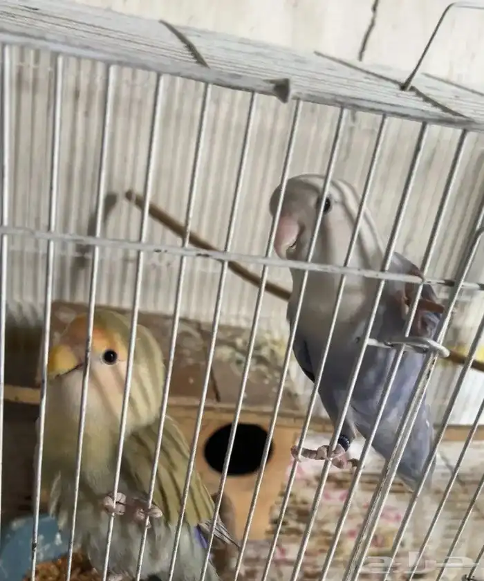 زوج روز اليف ومنتج 3