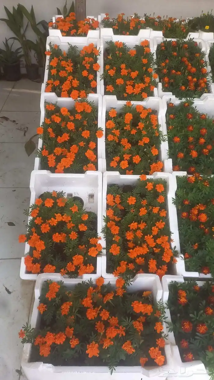 تنسيق حدائق 0