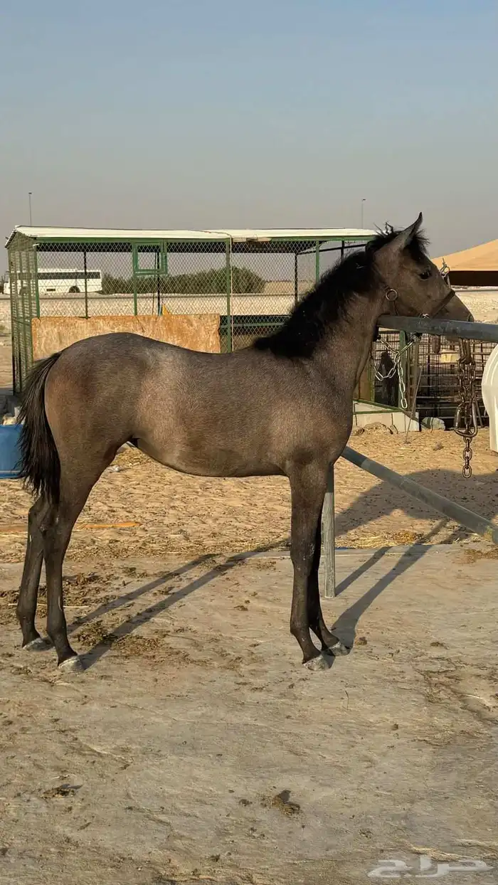 مهره شعبيه 0