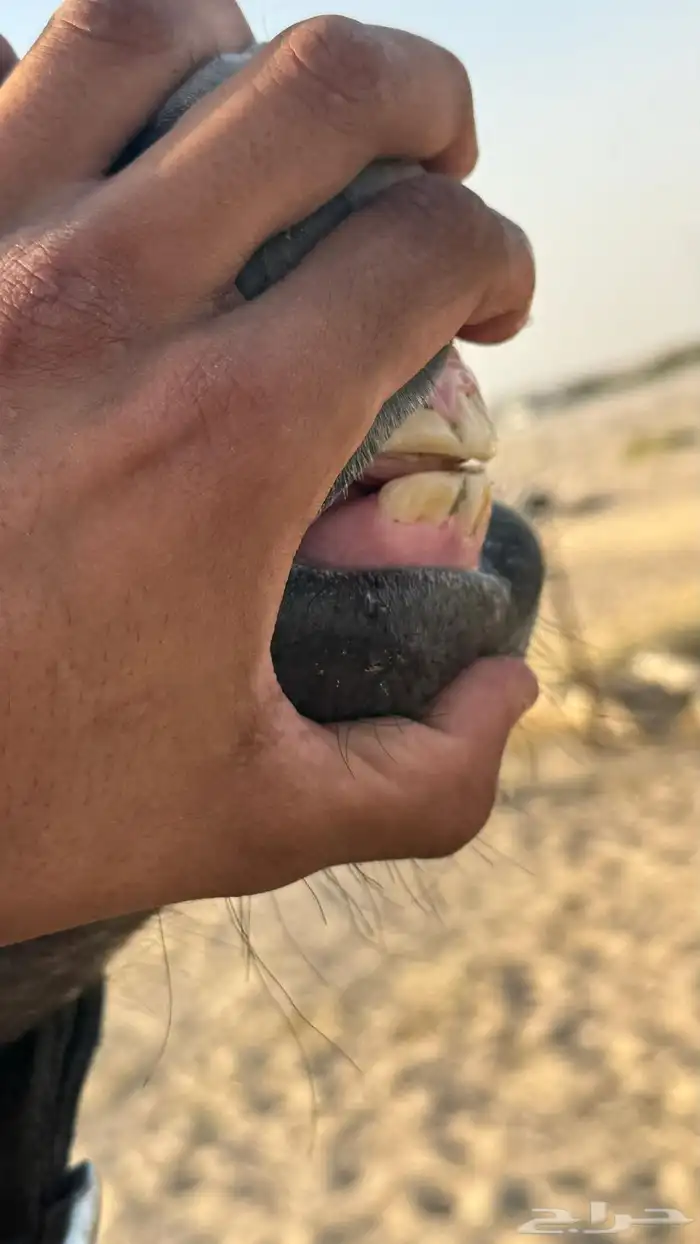 مهره شعبيه 4