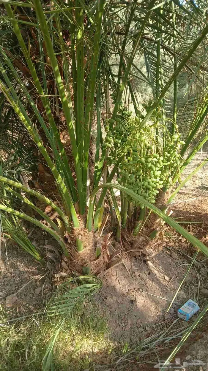 نخل مجدول صقعي عجوه صفاوي عنبرا برني سكري برحي خلاص ونانه 0