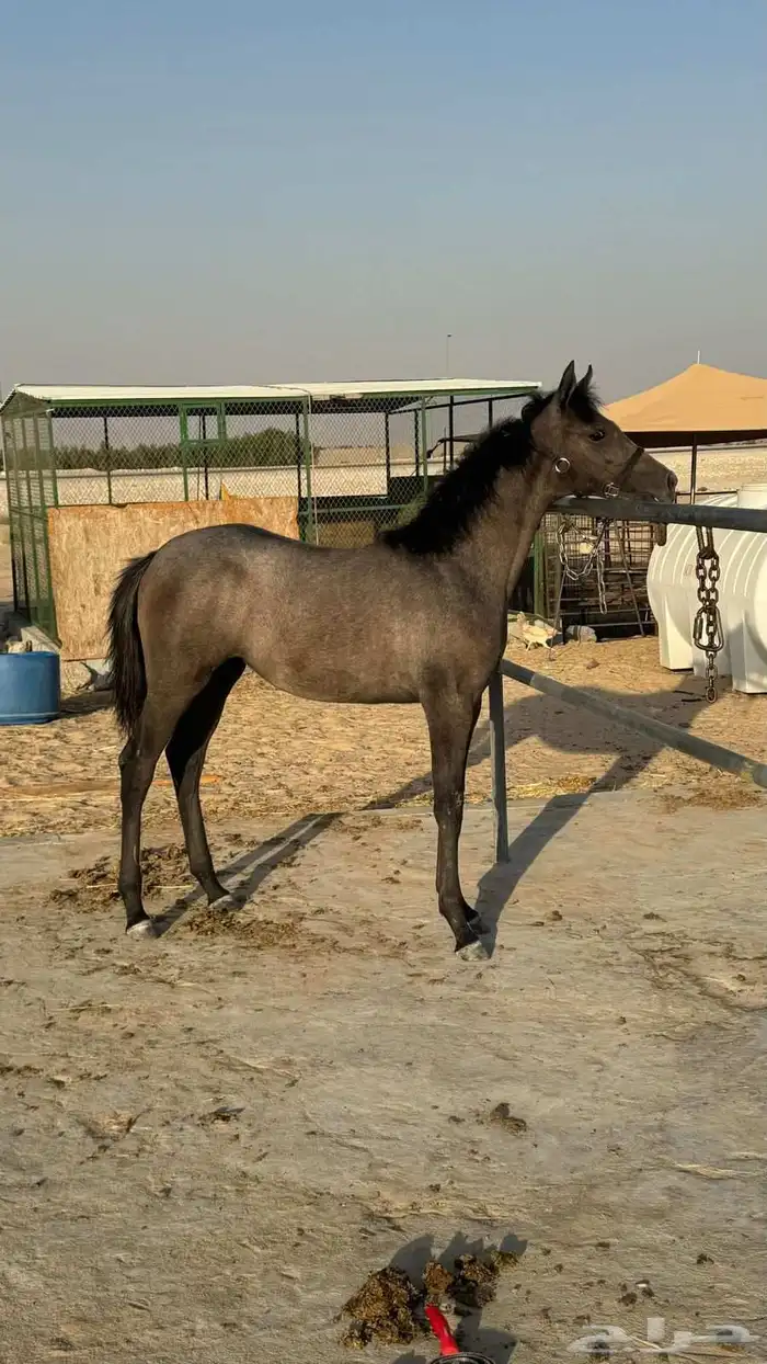 مهره شعبيه 1