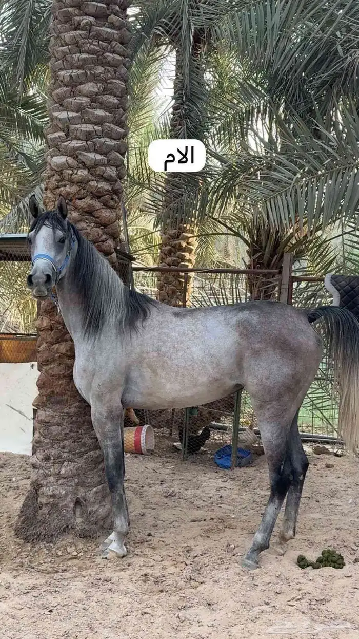 مهره شعبيه 6
