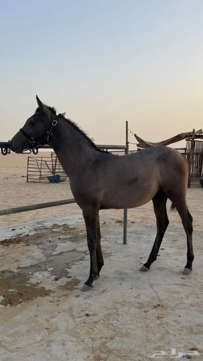 مهره شعبيه 3
