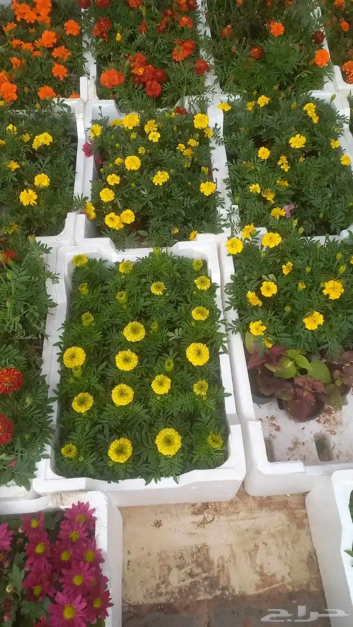 تنسيق حدائق 1